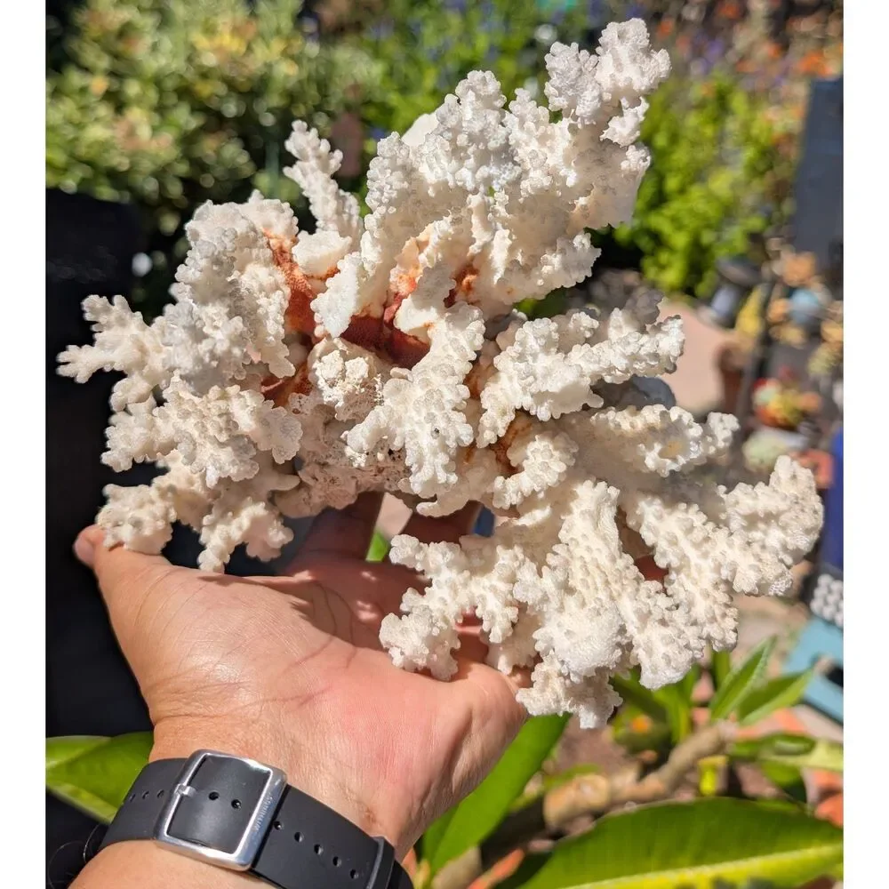 Natural White Coral Specimen • Branching Reef Form • Textured Display Piece